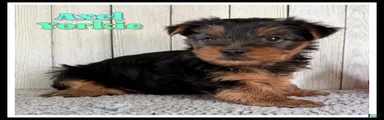 Axel