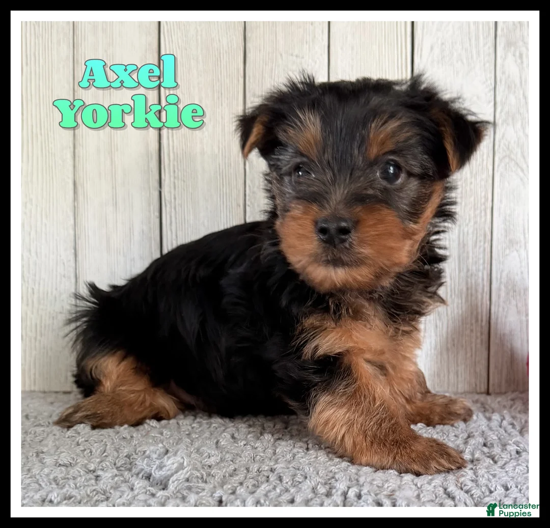 Yorkshire Terrier dogs for sale: Axel - Ad 1