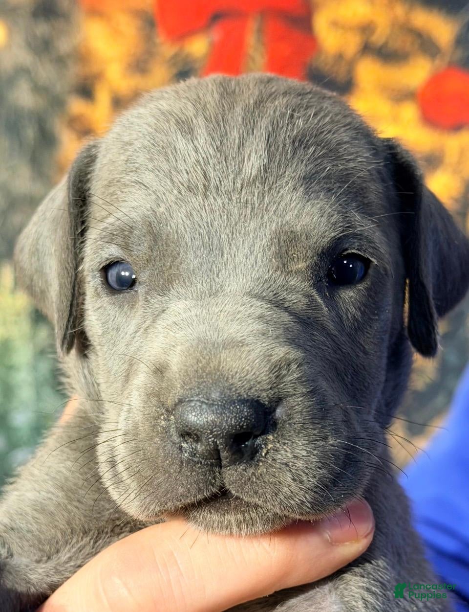 Great Dane dogs Victoria - Blue - Ad 41