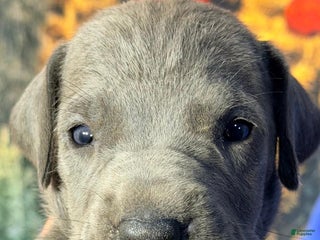 Great Dane dogs Victoria - Blue - Ad 34