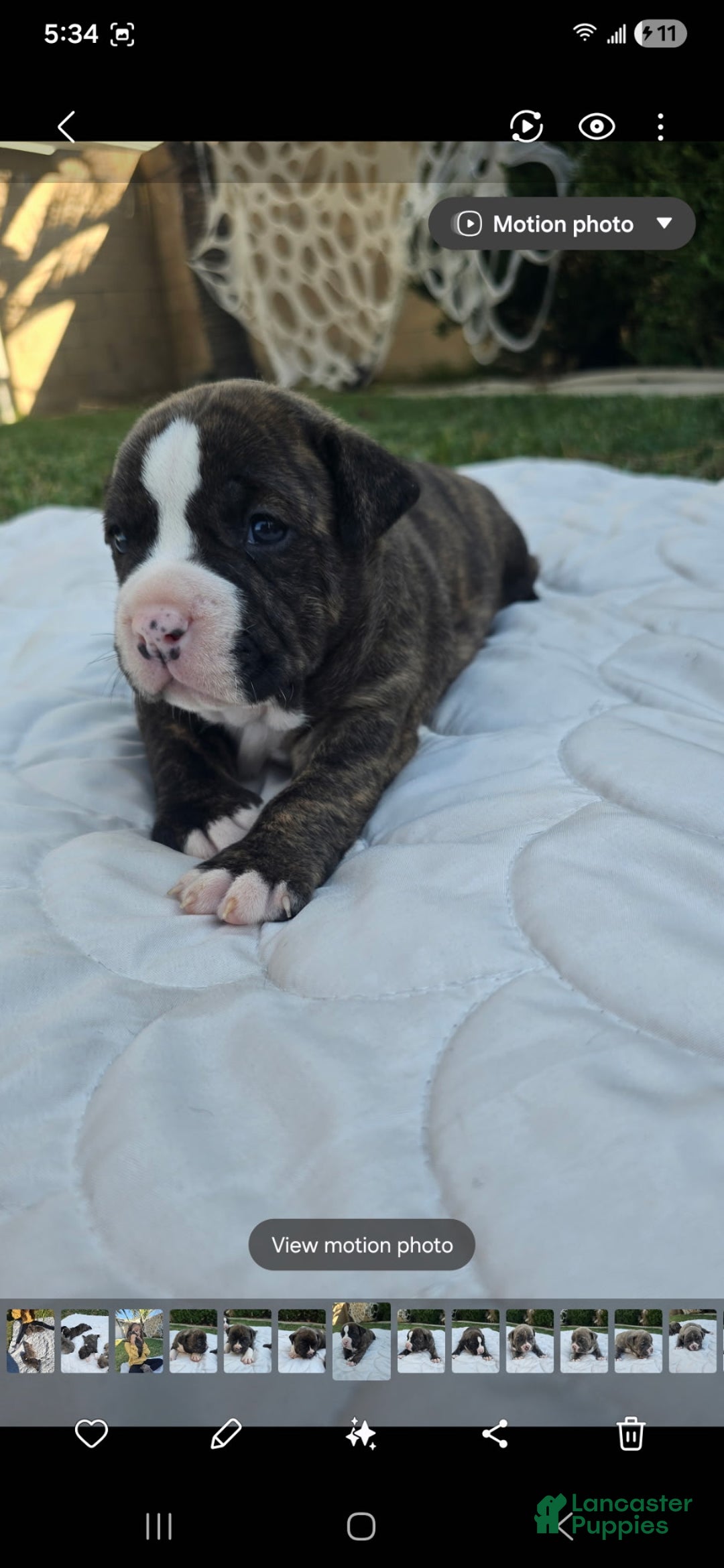American Bully dogs for sale: Peanut - Ad 8