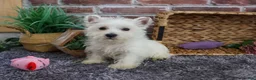 West Highland Terrier dogs for sale: Fiona  - Ad 4