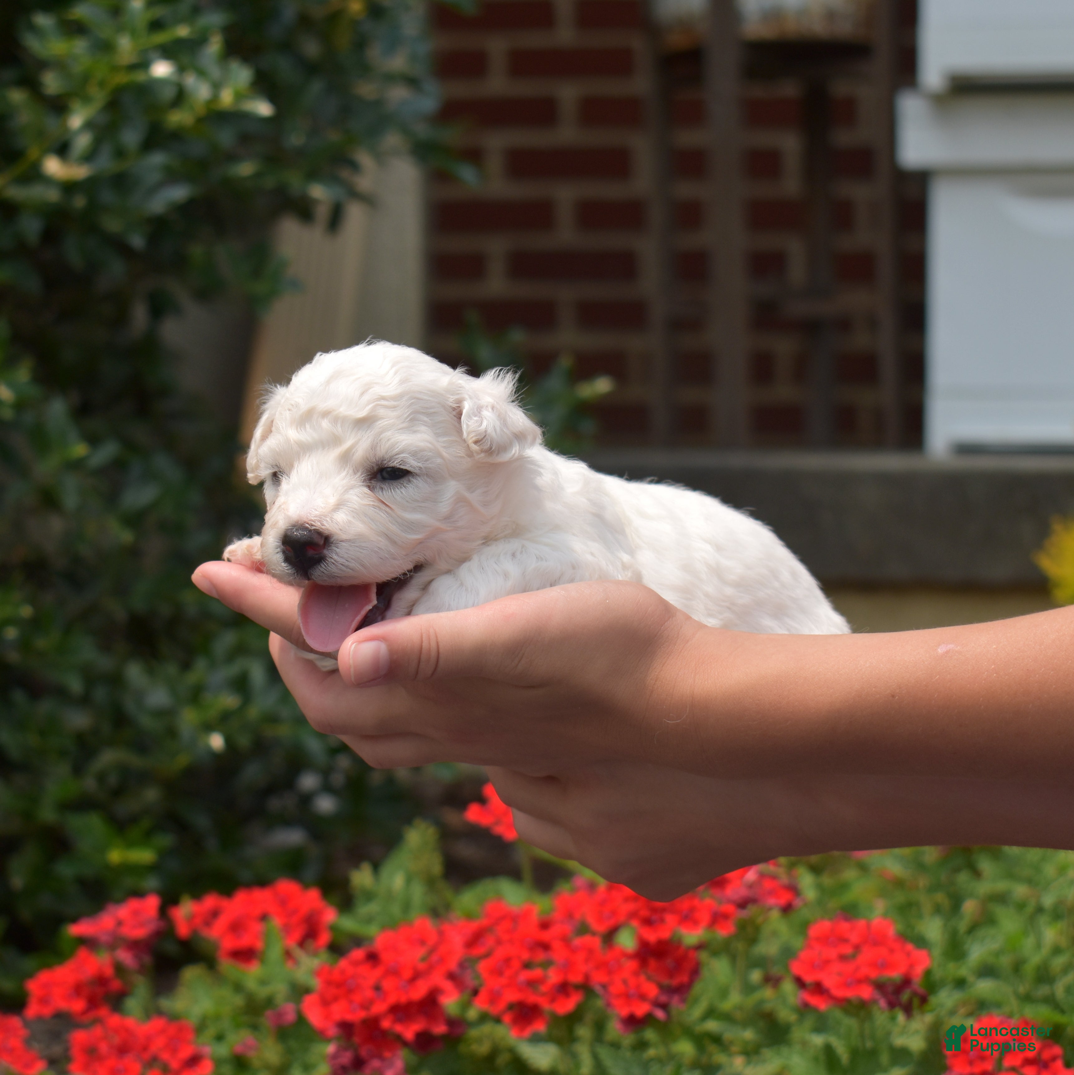 Bichon Frise dogs Glacier - Ad 2