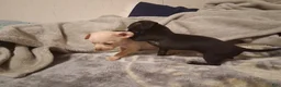 Chihuahua dogs for sale: Chihuahua 1 - Ad 4