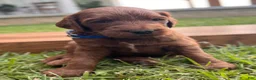 Irish Doodle dogs for sale: Douglas  - Ad 6