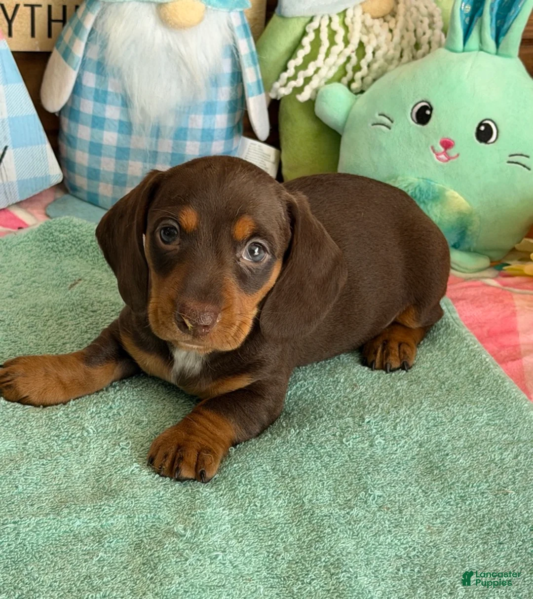 Miniature Dachshund dogs for sale: Bucky - Ad 3