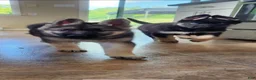Gerberian Shepsky dogs for sale: Dottie - Ad 4