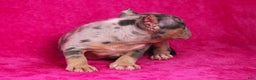 American Bully dogs for sale: Lilac Female - Ad 10
