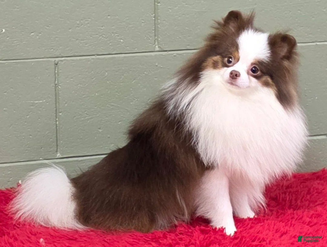 Pomeranian dogs for sale: Gunner - Ad 14