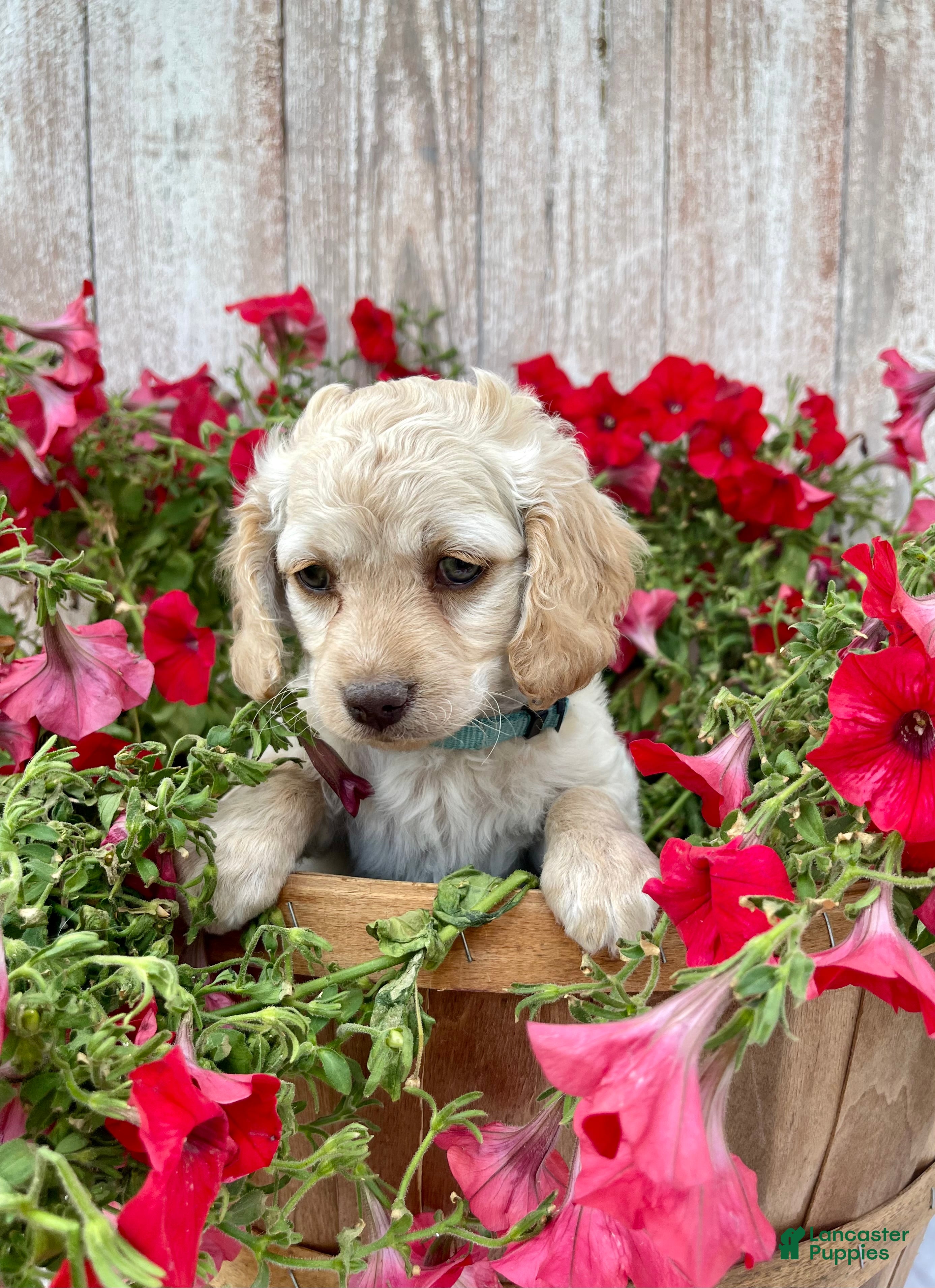 Cockapoo dogs Lily - Ad 2