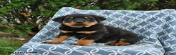 Rottweiler dogs for sale: Max - Ad 3