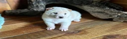 Shiba Inu dogs for sale: Shiba Inu Puppy 5 - Ad 1