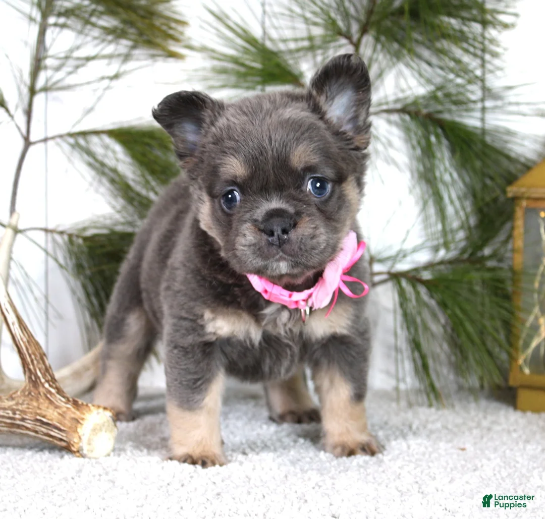 French Bulldog dogs for sale: Stella - Ad 2