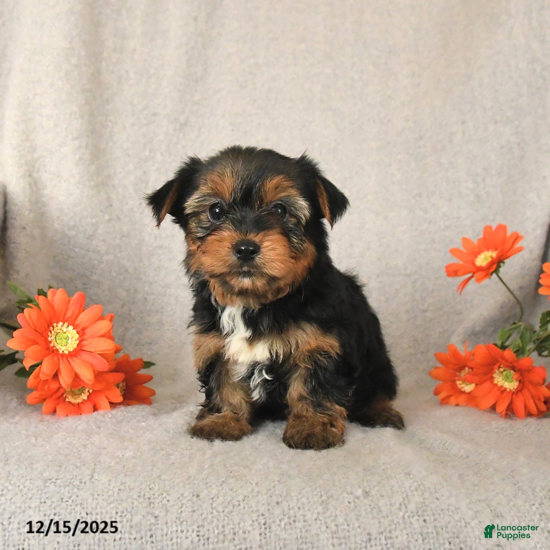 Yorkshire Terrier dogs for sale: Clover - Ad 2