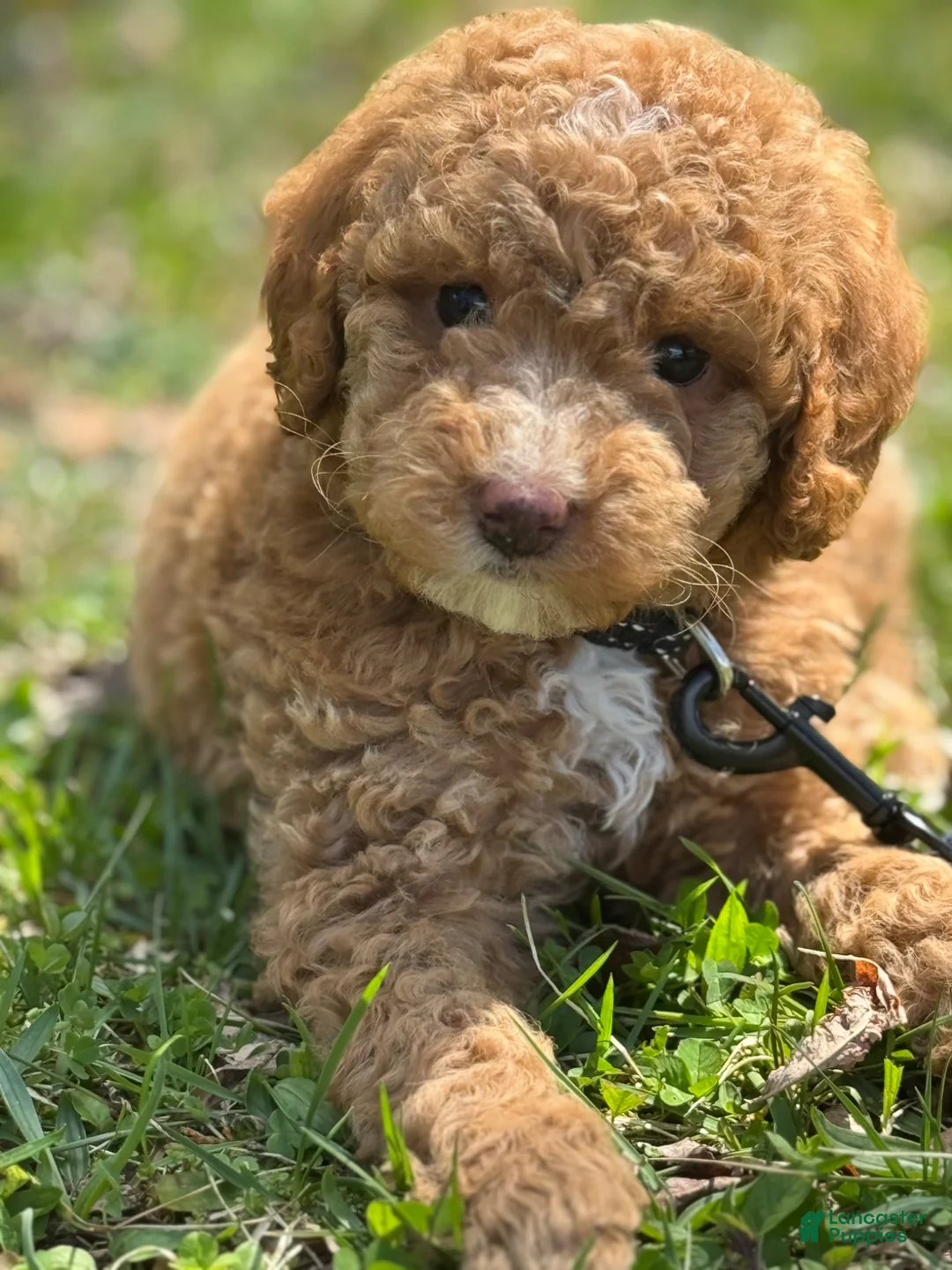 Miniature Poodle dogs for sale: Miniature Poodle Puppy 1 - Ad 2