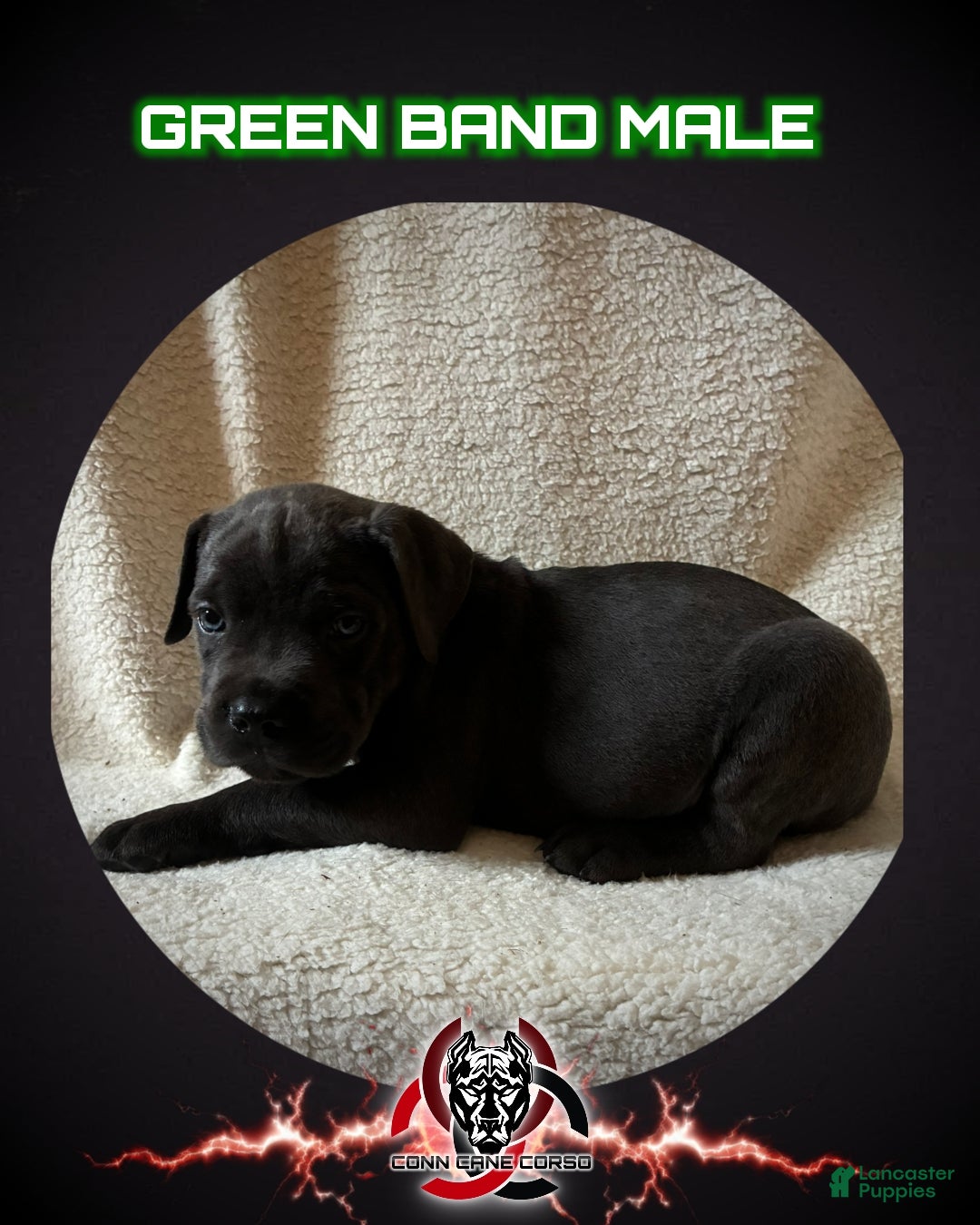 Cane Corso dogs Cane Corso Puppy 3 - Ad 22