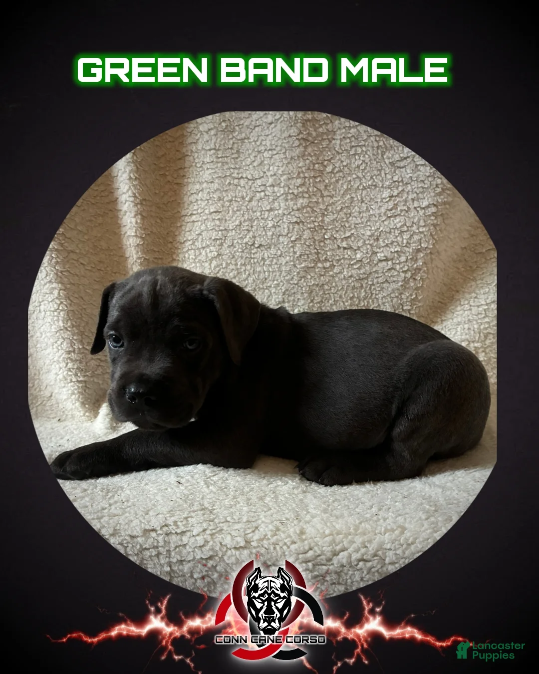 Cane Corso dogs for sale: Cane Corso Puppy 3 - Ad 1