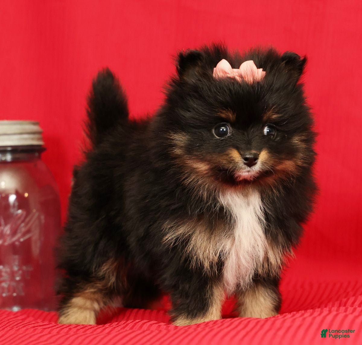 Pomeranian dogs Petal - Ad 2
