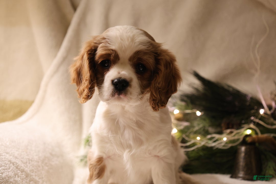 Cavalier King Charles Spaniel dogs for sale: Lexi - Ad 9