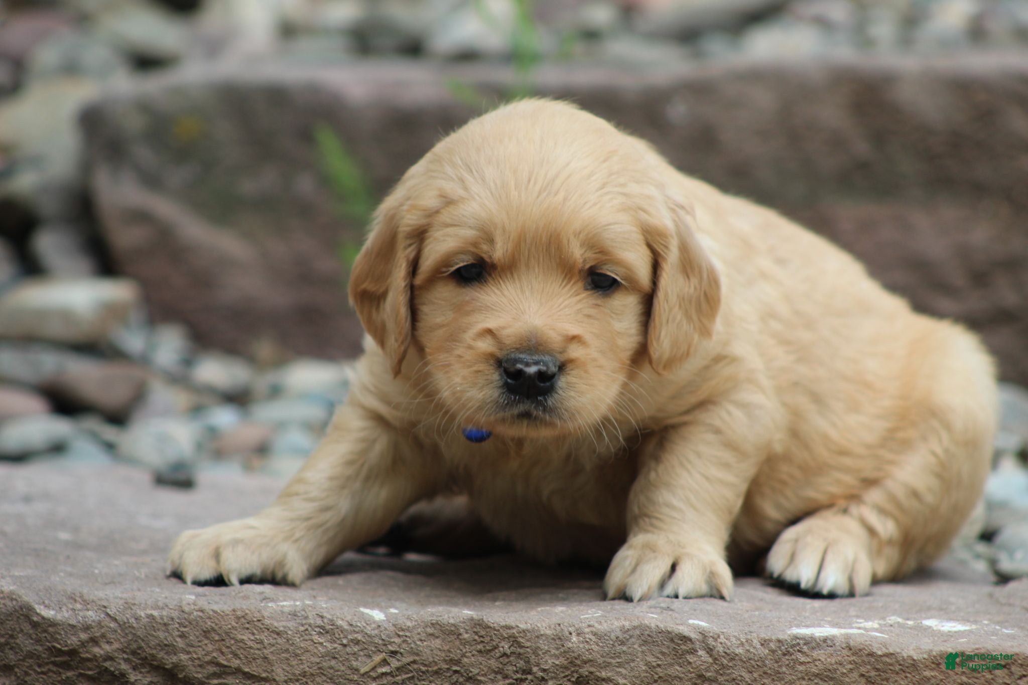 Golden Retriever dogs for sale: Winston - Ad 4