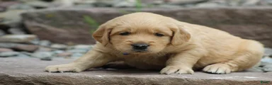 Winston