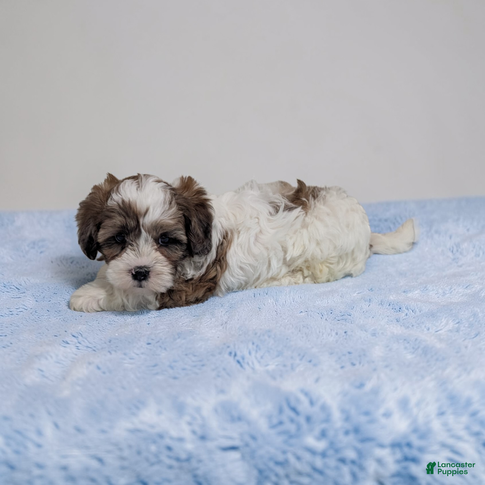Shihpoo dogs Rascal - Ad 2