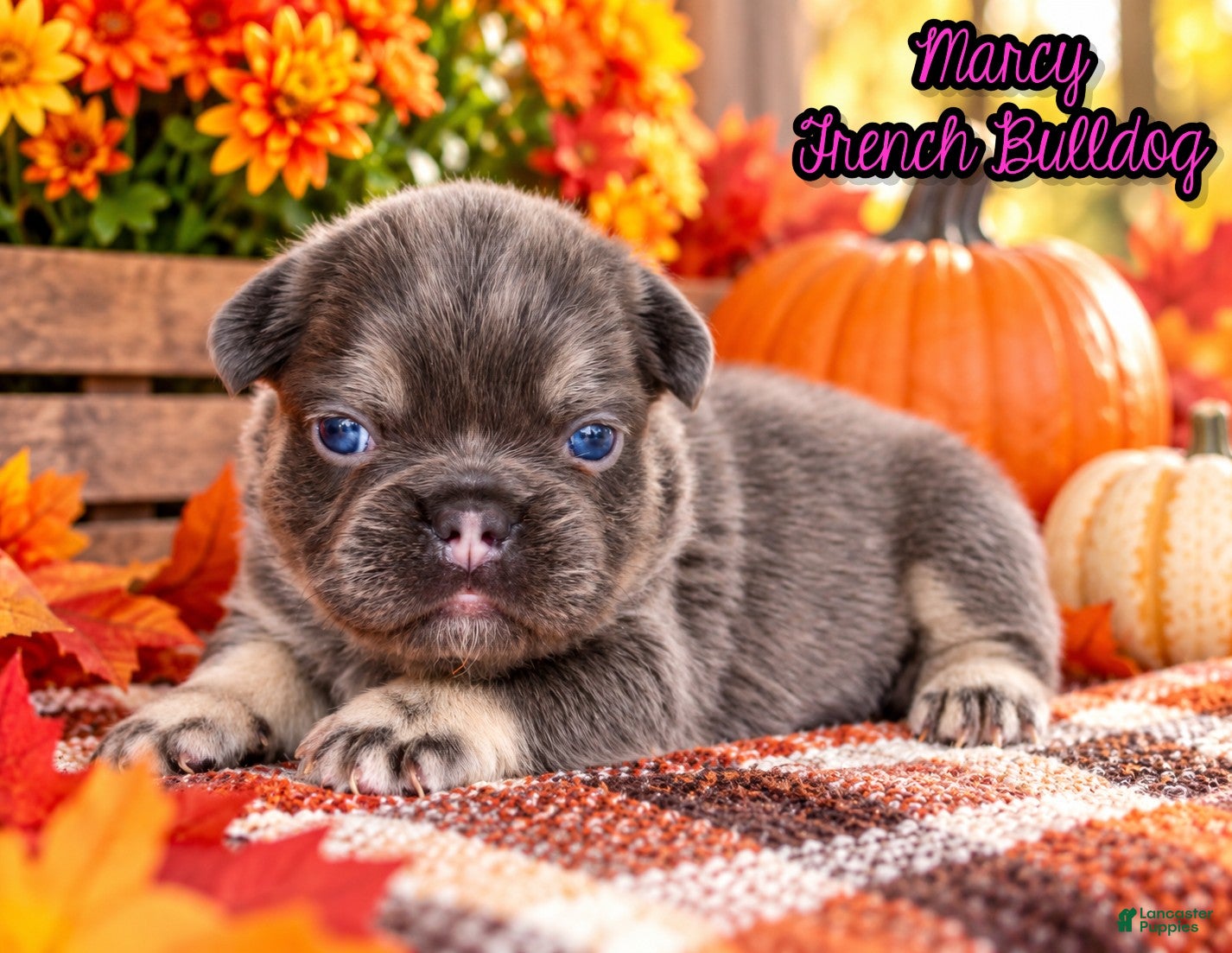 French Bulldog dogs for sale: Marcy Female AKC Fluffy French Bulldog - Ad 1