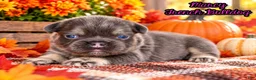 French Bulldog dogs for sale: Marcy Female AKC Fluffy French Bulldog - Ad 1