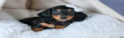 Miniature Dachshund dogs for sale: 🐾 MEET VIKING 🐶❤️ - Ad 17