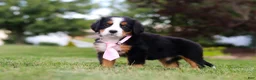 Bernese Mountain Dog dogs for sale: Zara - Ad 5