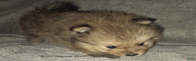 Pomeranian Puppy 2