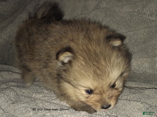 Pomeranian dogs Pomeranian Puppy 2 - Ad 17