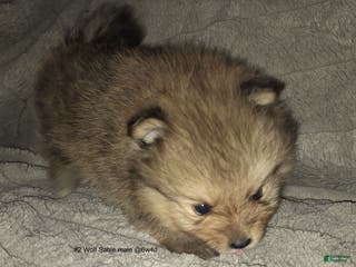 Pomeranian dogs Pomeranian Puppy 2 - Ad 12
