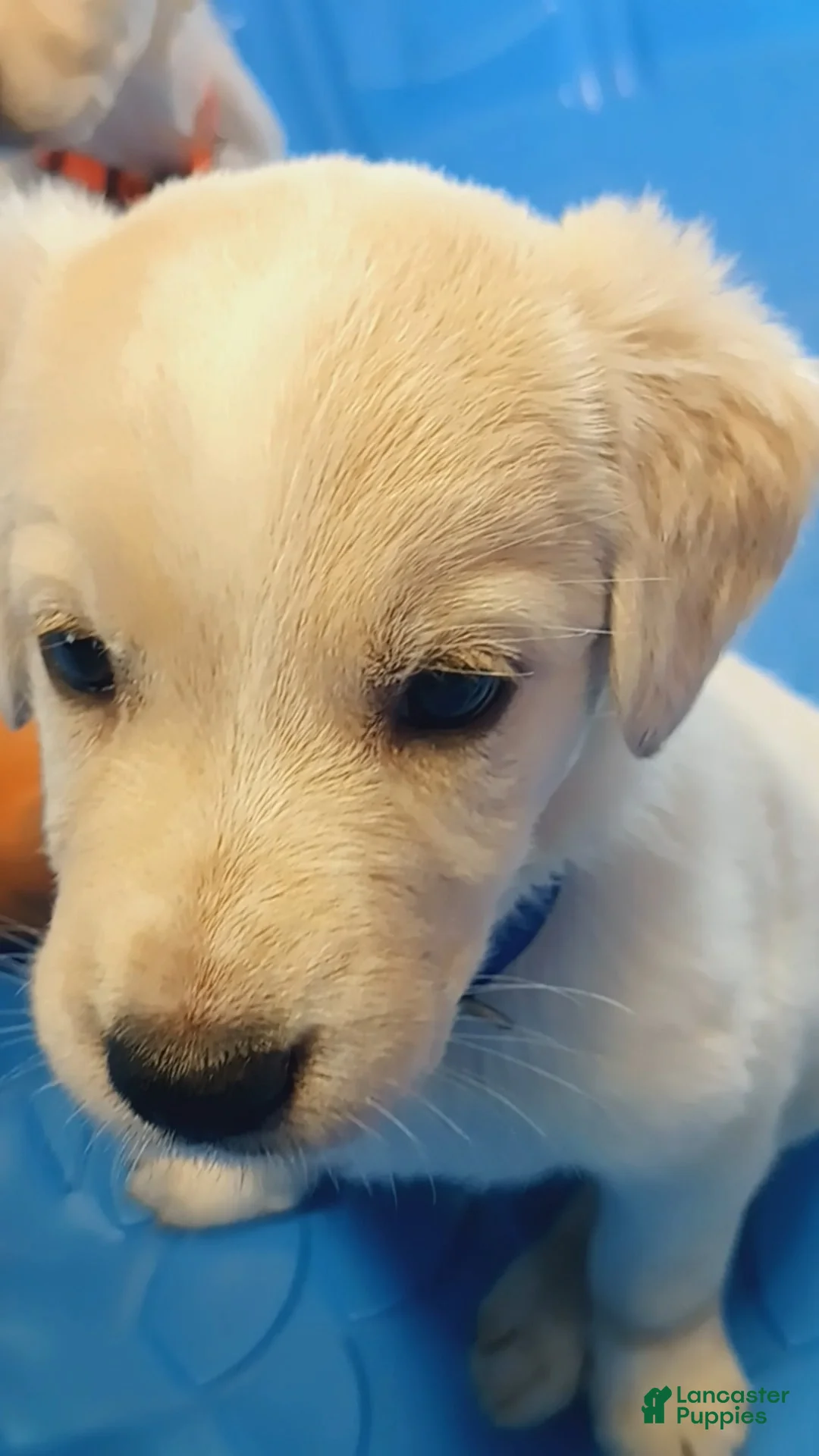 Golden Shepherd dogs for sale: Henry  - Ad 1