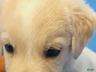 Golden Shepherd dogs Henry - Ad 7