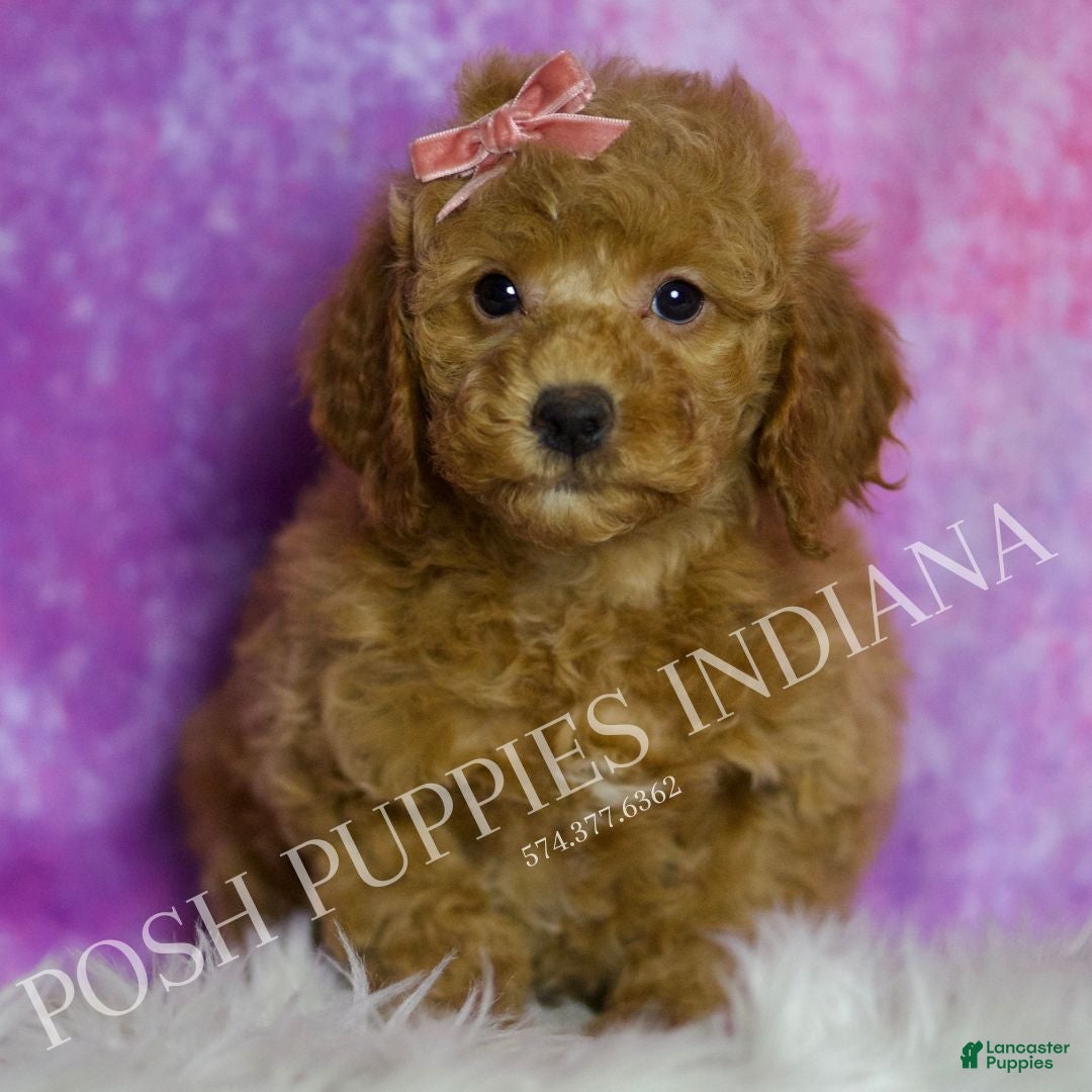 Mini Goldendoodle dogs Sadie - Ad 23