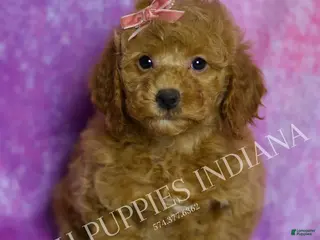 Mini Goldendoodle dogs Sadie - Ad 23