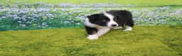 Australian Shepherd dogs for sale: Louie - Ad 4