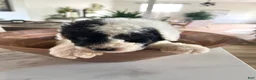 Mixed Breed dogs for sale: Ranger - Ad 10