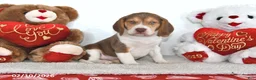 Beagle dogs for sale: Remington - Ad 1