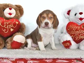 Beagle dogs Remington - Ad 5