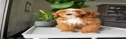 Cavapoo dogs for sale: Guss - Ad 4