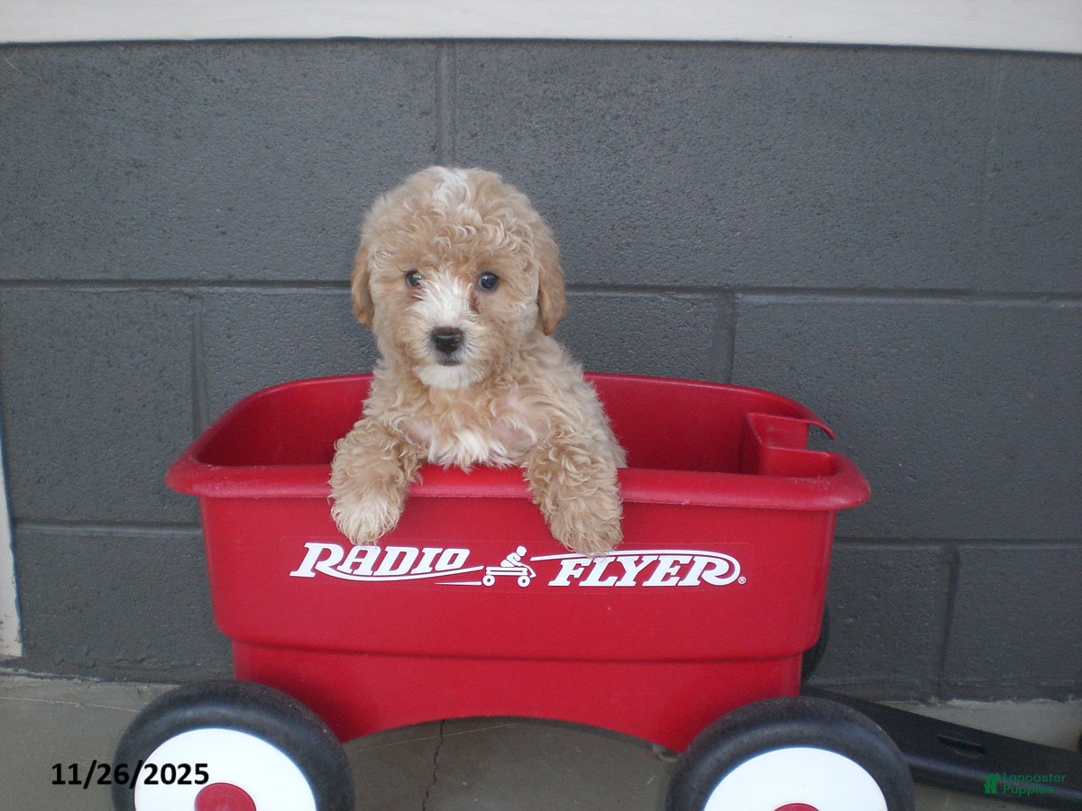 Yorkiepoo dogs Amber - Ad 10