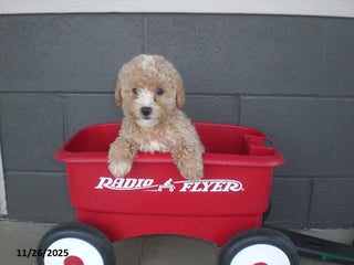 Yorkiepoo dogs Amber - Ad 24