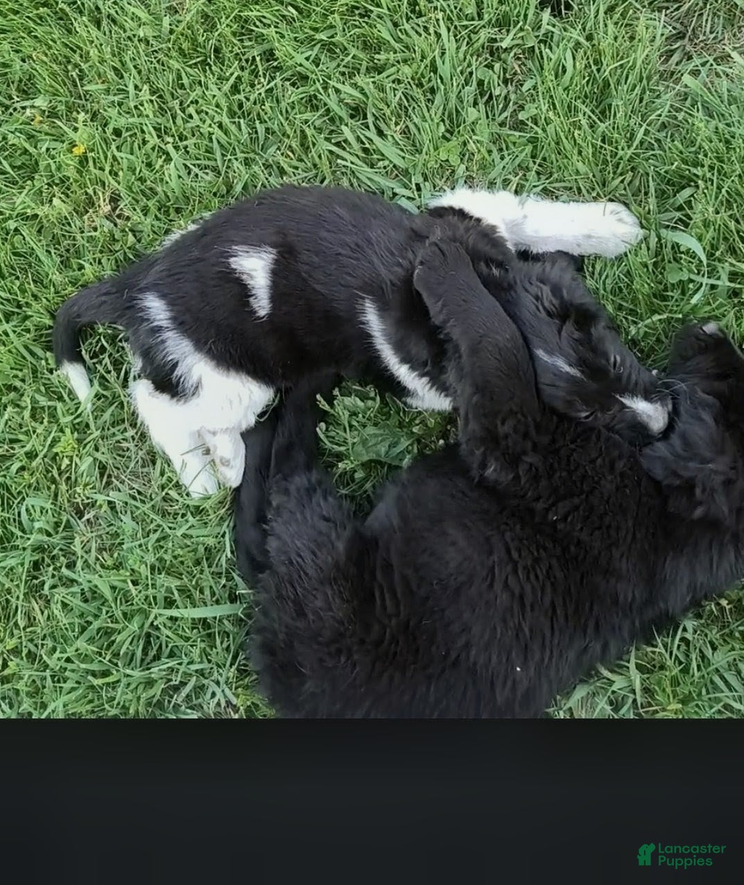 Newfoundland dogs for sale: Green collar - on hold  - Ad 3