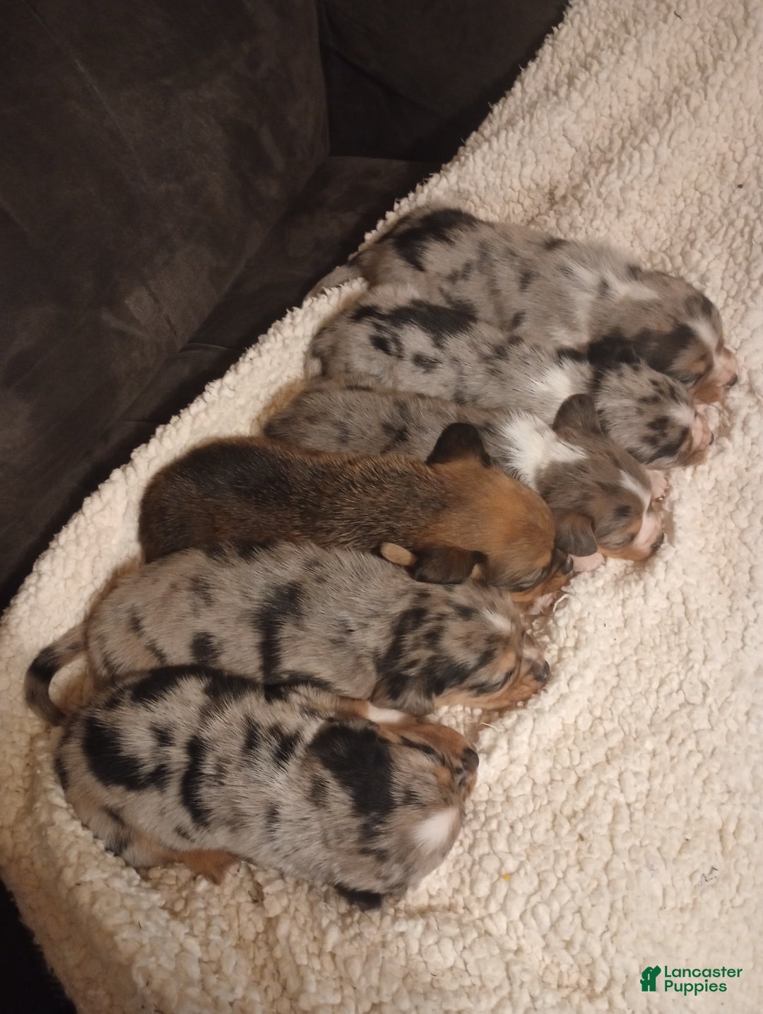 Mixed Breed dogs for sale: Olivia - Ad 4