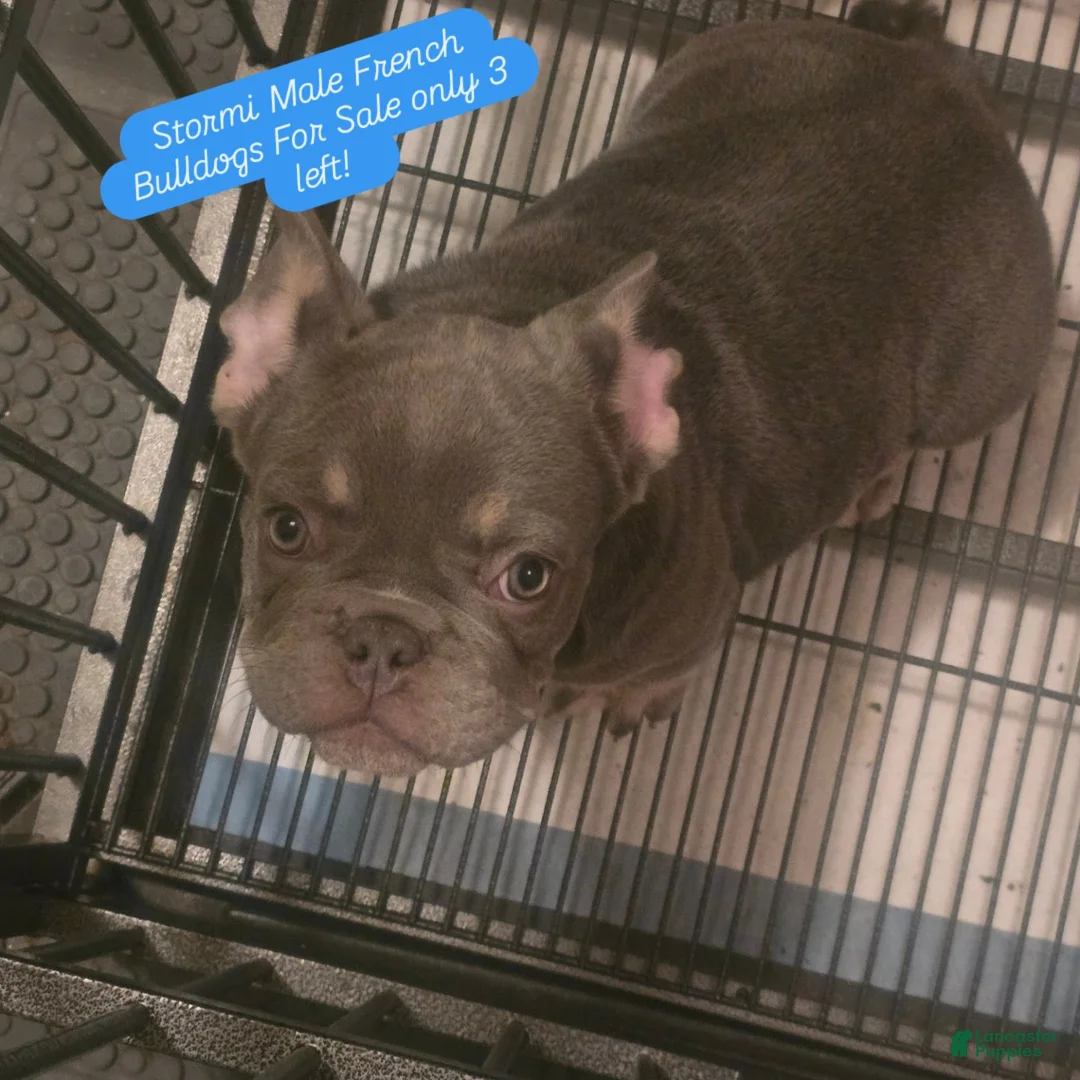 French Bulldog dogs for sale: French Bulldog Puppy 1 - Ad 2