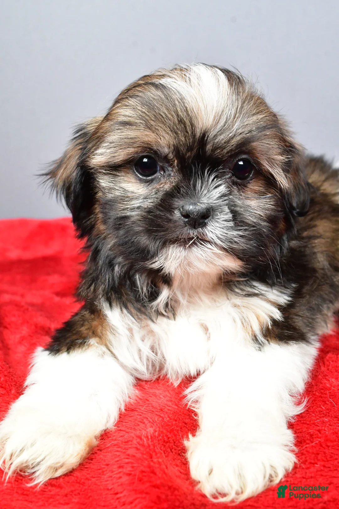 Shih Tzu dogs for sale: Nate - Ad 4
