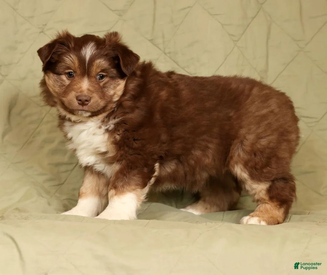Miniature Australian Shepherd dogs for sale: Dakota - Ad 7