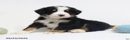 Bernese Mountain Dog dogs for sale: Maverick - Ad 3
